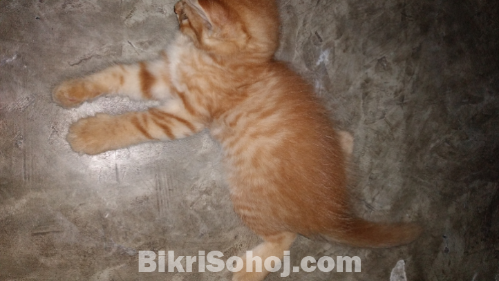 High quality mix breed parsian female kitten